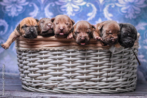  small newborn pitbull puppies in a basket