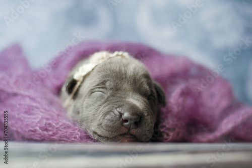 little newborn blue pitbull puppy
