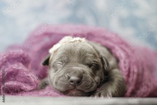 little newborn blue pitbull puppy © Александрина Демидко