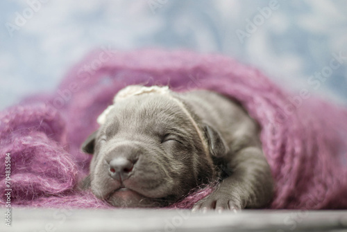 little newborn blue pitbull puppy