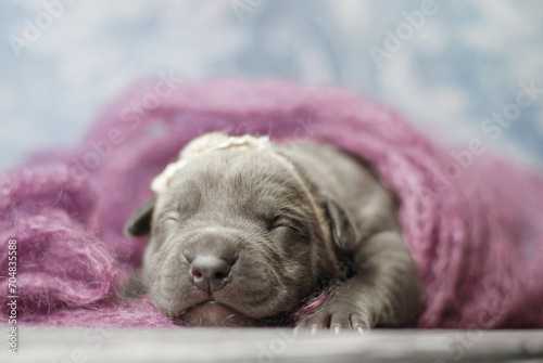 little newborn blue pitbull puppy