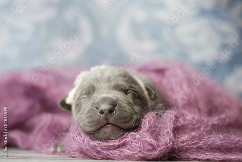 little newborn blue pitbull puppy