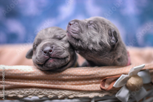 
small newborn pitbull puppies in a basket