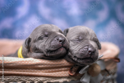 
small newborn pitbull puppies in a basket