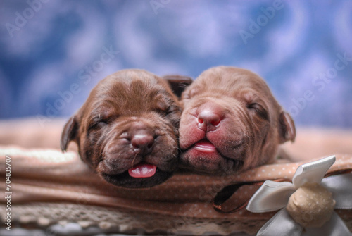  small newborn pitbull puppies in a basket