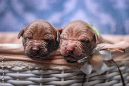 
small newborn pitbull puppies in a basket