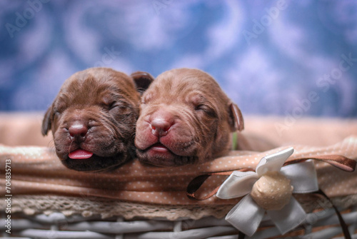 
small newborn pitbull puppies in a basket