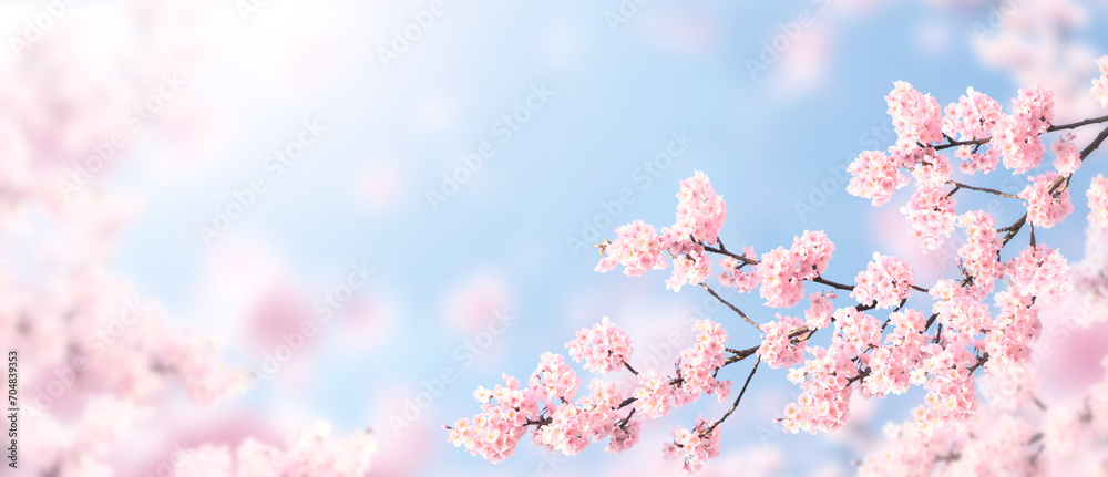 Horizontal banner with sakura flowers of pink color on sunny backdrop. Beautiful nature spring background with a branch of blooming sakura. Sakura blossoming season in Japan - obrazy, fototapety, plakaty 