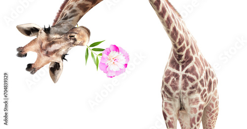 Giraffe face head hanging upside down. Curious gute giraffe with flower peeks from above. Gift for you concept. Funny giraffe with a flower in its mouth. Isolated on white background