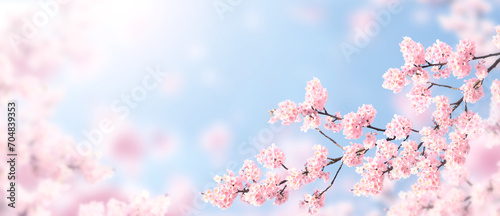 Horizontal banner with sakura flowers of pink color on sunny backdrop. Beautiful nature spring background with a branch of blooming sakura. Sakura blossoming season in Japan photo