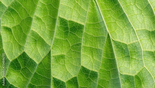 Leaf texture macro background