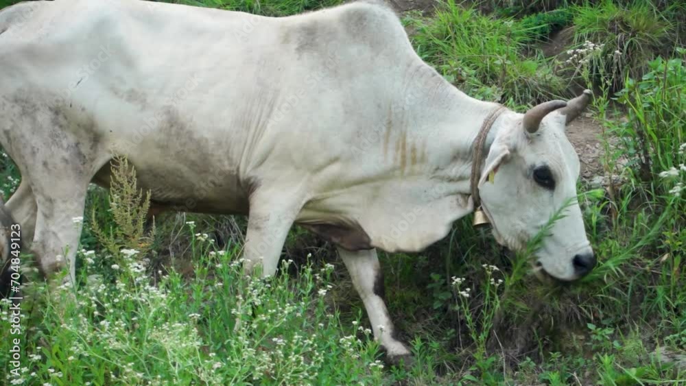 An Isolated shot of White Indian BADRI Cow in the upper himalayan region. Uttarakhand India.