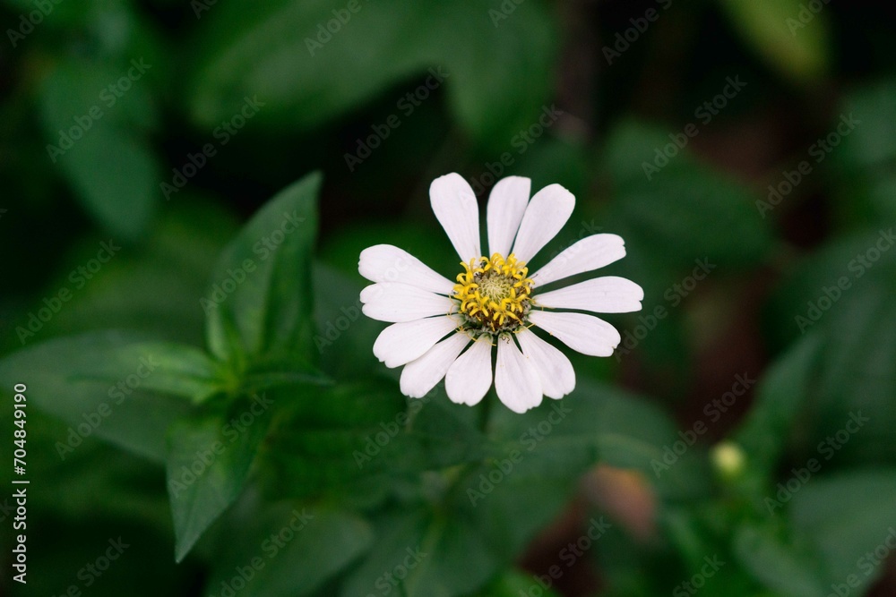 Obraz premium Close up of white zinnia flower, Zinnia flower in the garden. Close up of a white zinnias flower against green foliage background