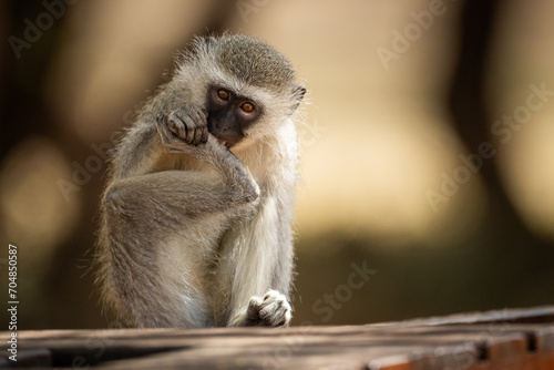 Vervet monkey in a tree