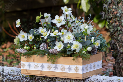 Christrosen Helleborus niger in Holzkiste im Wintergarten  photo