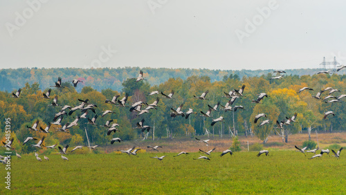 Flying cranes flock against blue sky