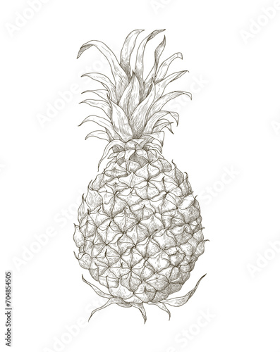 Pineapple, sketch in vintage style. Ananas, whole tropical fruit, retro detailed ink drawing, outlined contoured etching, engraving, woodcut. Drawn vector illustration isolated on white background