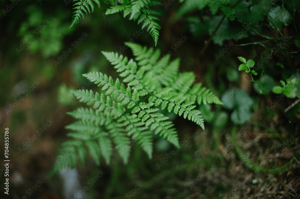 fern in the forest fern in the forest