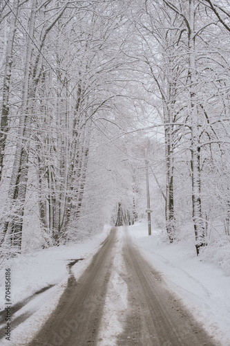 road in winter forest © Julia Qazeder