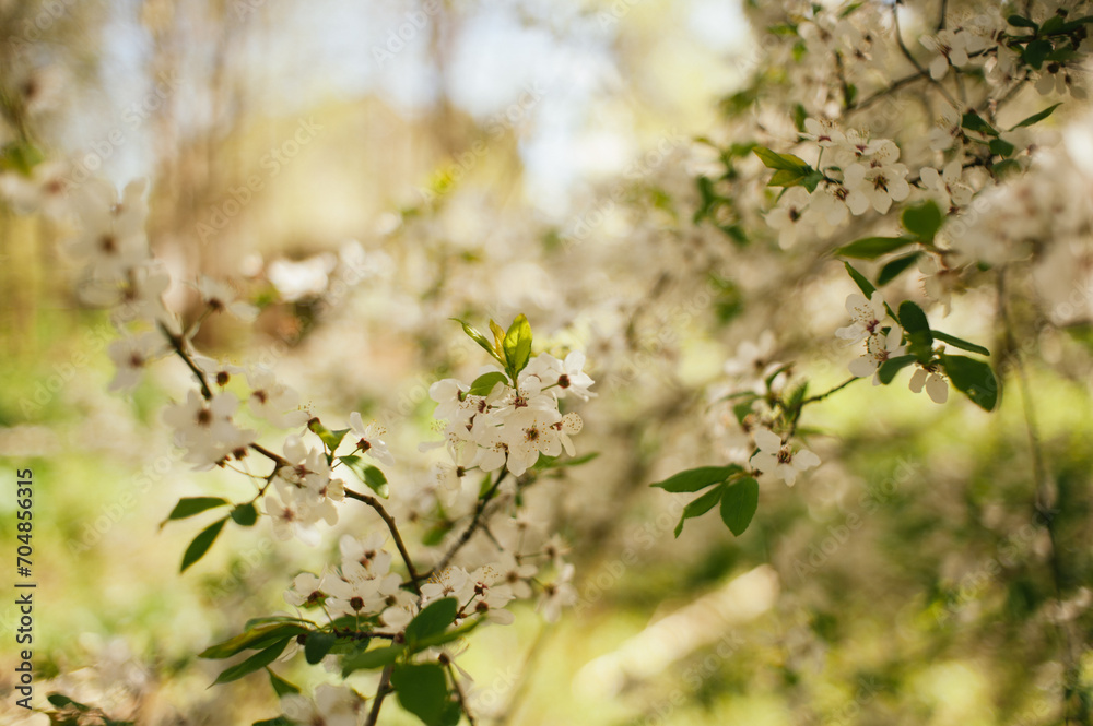 blooming tree blooming tree