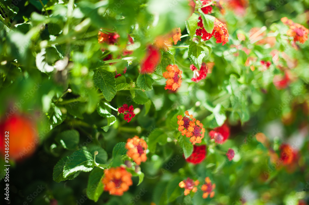 red berries in the garden