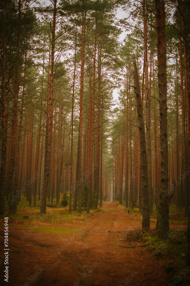 Obraz premium forest in autumn
