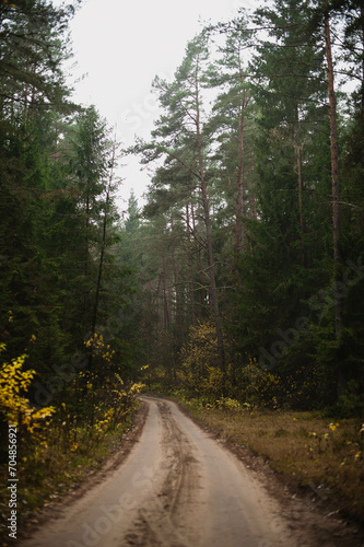 road in the forest