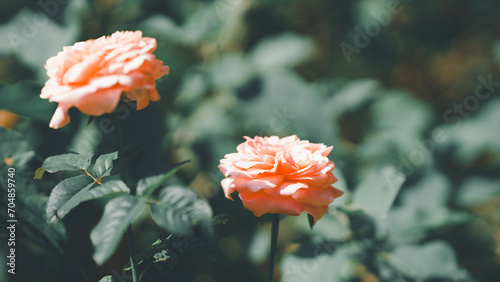 Orange roses in the garden with blurred leaves background.