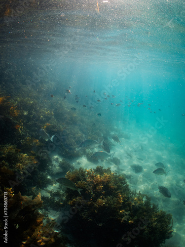 Beautiful school of fish swimming around the reef.