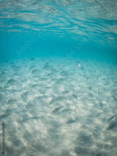 Big group of fish swimming around the sandy ocean floor.