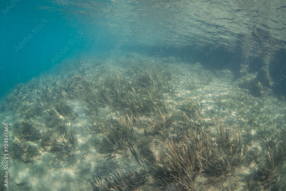 Some sea grass in the lake underwater.