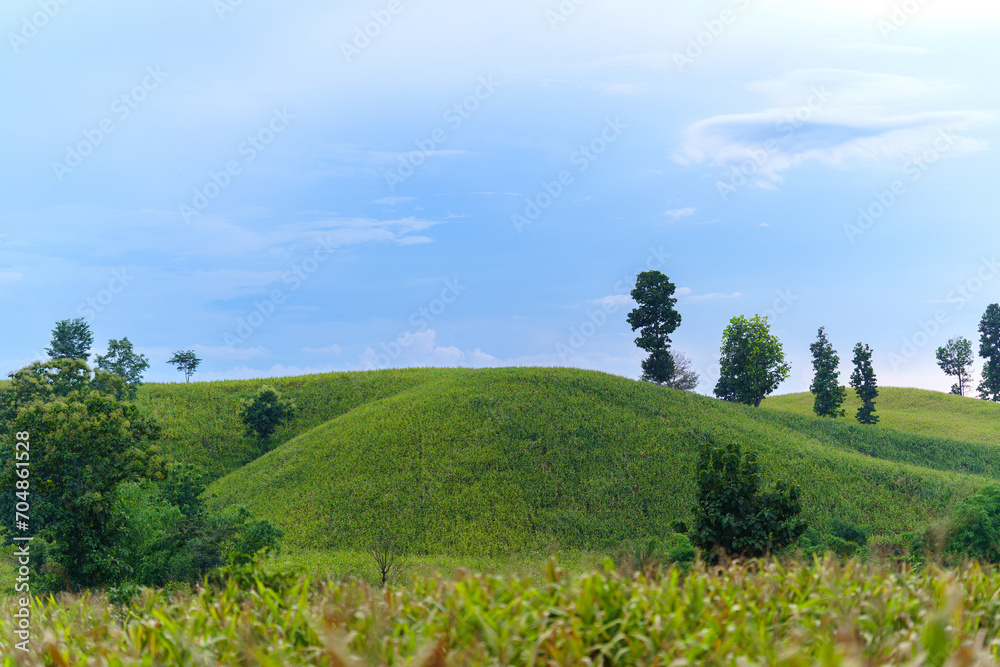 Hills covered with green grass contrasting with blue skies offer beautiful scenery in Thailand.