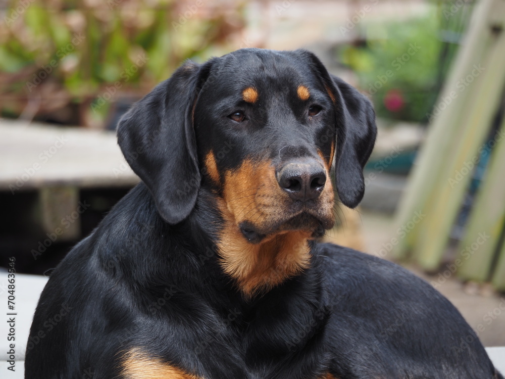 portrait beauceron portrait beauceron