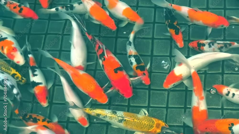 Koi fish in a pond. Colorful koi fish swimming in a pond. Fish in a pond.