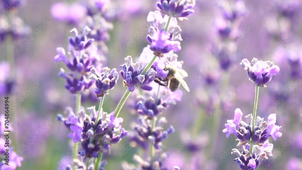 Lavender fields with fragrant purple flowers bloom at sunset. Lush lavender bushes in endless rows. Organic Lavender Oil Production in Europe. Garden aromatherapy. Slow motion, close up Lavender fields with fragrant purple flowers bloom at sunset. Lush lavender bushes in endless rows. Organic Lavender Oil Production in Europe. Garden aromatherapy. Slow motion, close up