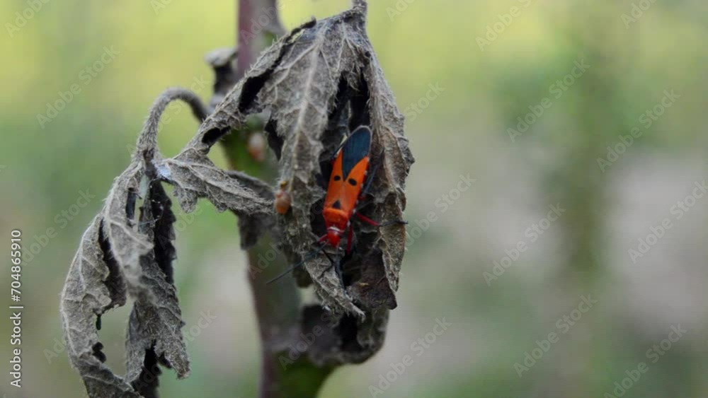 Dysdercus cingulatus is an insect in the family Dysdercus cingulatus. Pyrrhocoridae Or commonly known as red cotton. It is a serious pest of cotton plants. Dysdercus cingulatus. Dysdercus cingulatus is an insect in the family Dysdercus cingulatus. Pyrrhocoridae Or commonly known as red cotton. It is a serious pest of cotton plants. Dysdercus cingulatus.