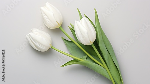 White tulips on isolated white background. Mother's day concept