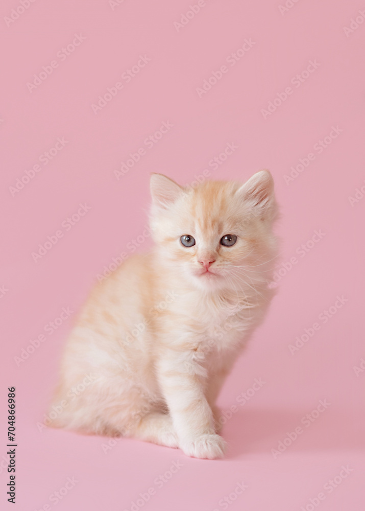 cute red kitten on a pink background. funny photo of kittens