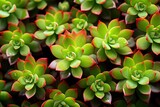 View from above, variety of succulents, 3d Background texture pattern
