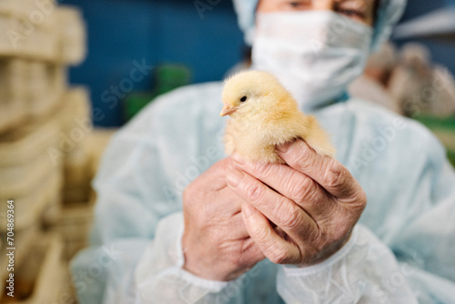 Veterinarian wearing protective suit and holding chicken in hand photo