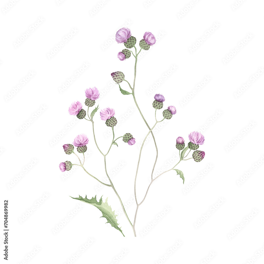 Branch Centaurea Scabiosa, wild plant, isolated watercolor illustration, hand drawn delicate blossom plant with leaf for invitation or greeting cards, botanical design element.