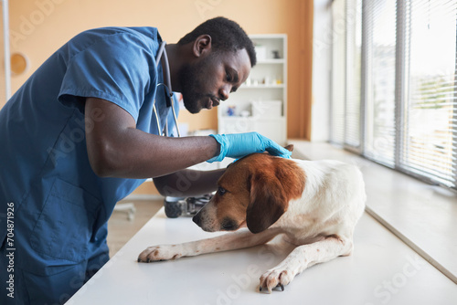 Veterinarian wearing gloves and examining dog on table in clinic photo