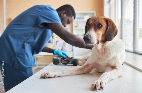 Veterinarian examining disabled beagle dog's prosthetic equipment in clinic photo