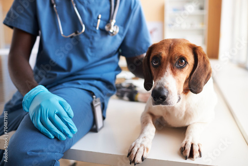 Veterinarian sitting with beagle dog on table in clinic photo