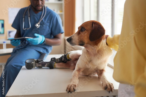 Disabled dog sitting on table near veterinarian and woman in clinic photo