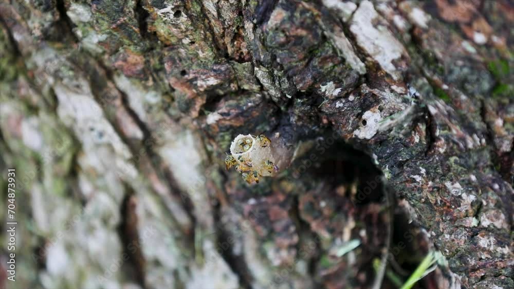 Stingless bees native to Brazil known as Stingless bees native to Brazil known as