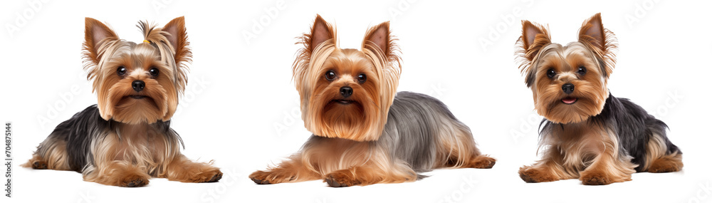 Yorkie dog banner on transparent background Yorkie dog banner on transparent background