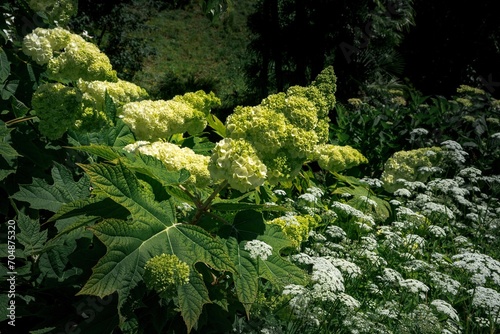 Tablou pe pânză Limelight flowers in a sunny day