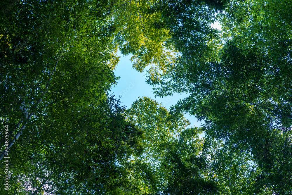 Obraz premium 대나무 숲 bamboo forest