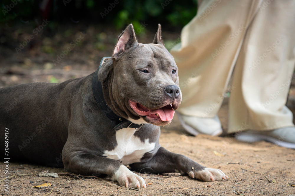 A dog of the American Bully breed at a dog show.